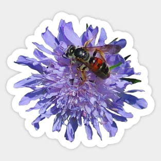 Widow Flower Scabious and a Bee Sticker